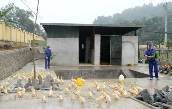 <span>Khu chăn nuôi vịt của Nhà máy</span>