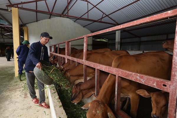 Người dân địa phương học tập cách chăm sóc đàn bò tại Đội sản xuất 9. 